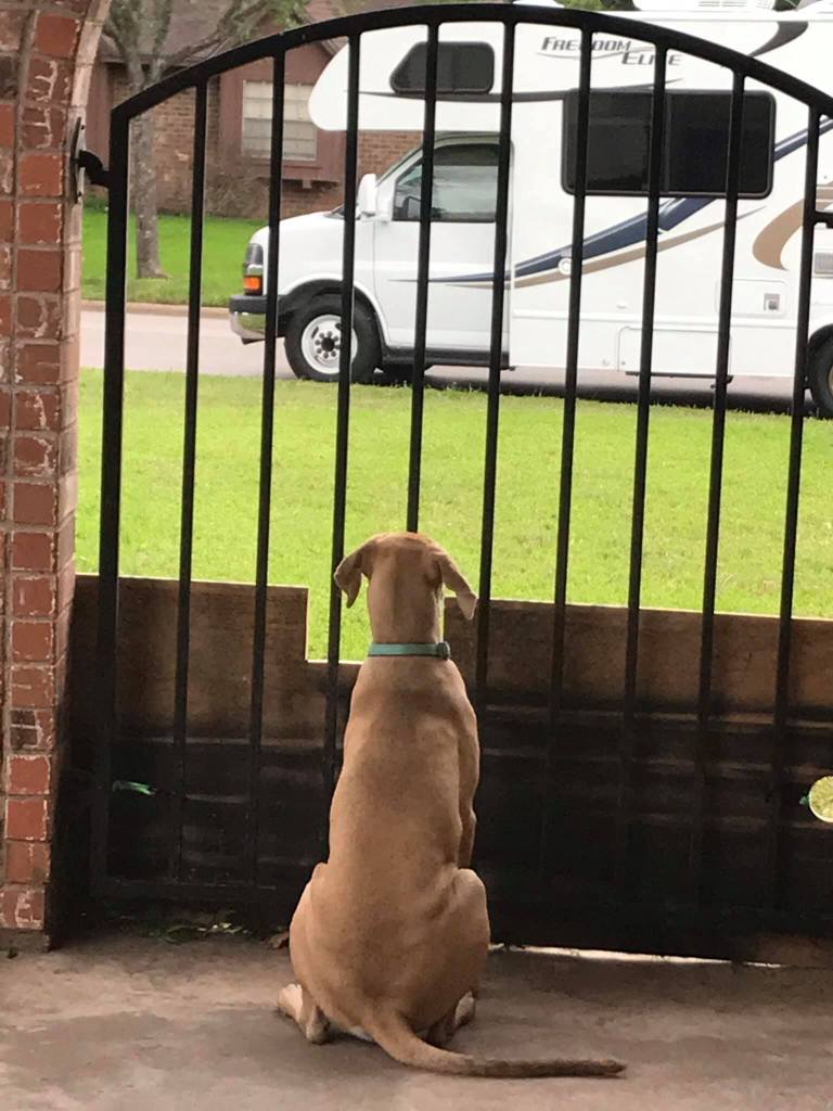 This image has an empty alt attribute; its file name is rv-buster-looking-at-rv.jpg