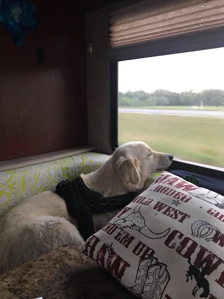 This image has an empty alt attribute; its file name is rv-finn-in-the-window.jpg