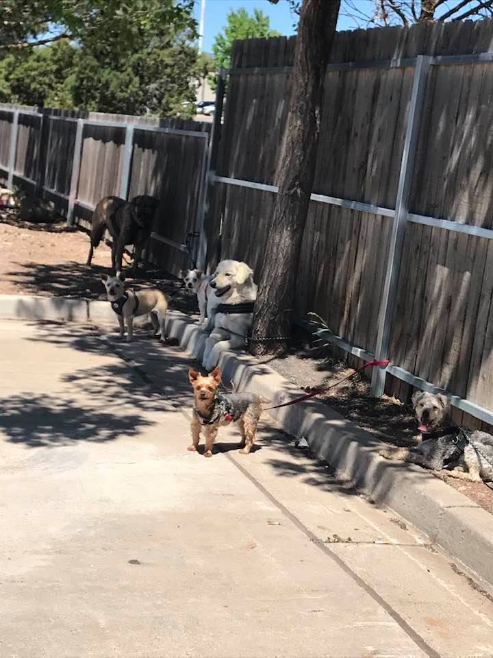 This image has an empty alt attribute; its file name is rv-show-low-dogs-tied-to-fence.jpg