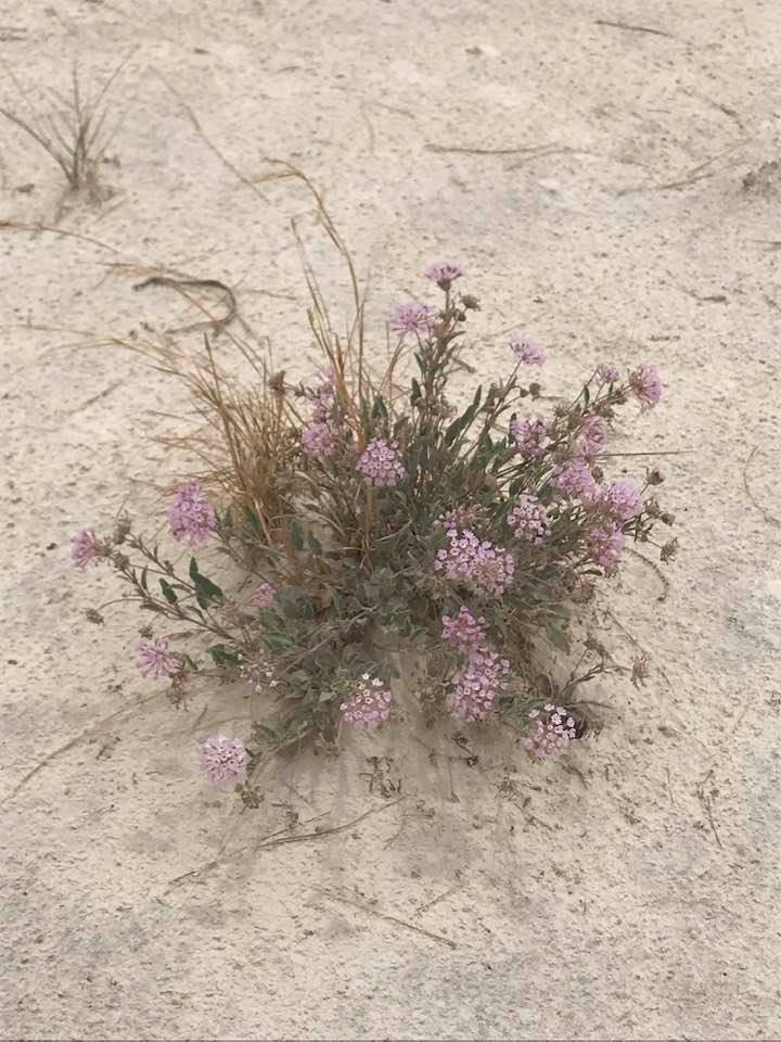 This image has an empty alt attribute; its file name is rv-white-sands-4.jpg