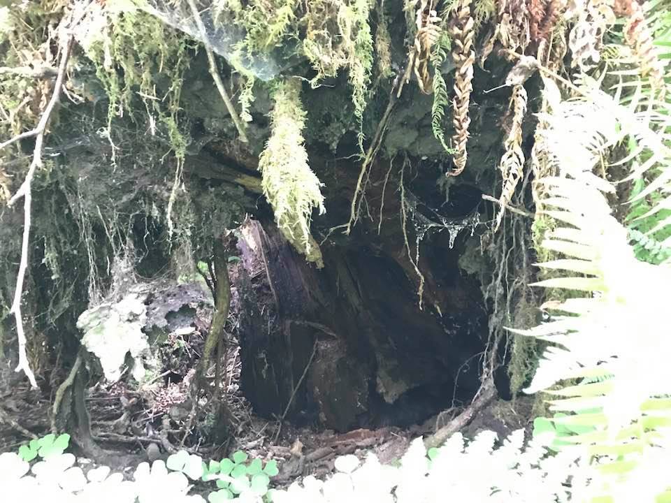 This image has an empty alt attribute; its file name is jesus-rain-forest-veg-hole.jpg