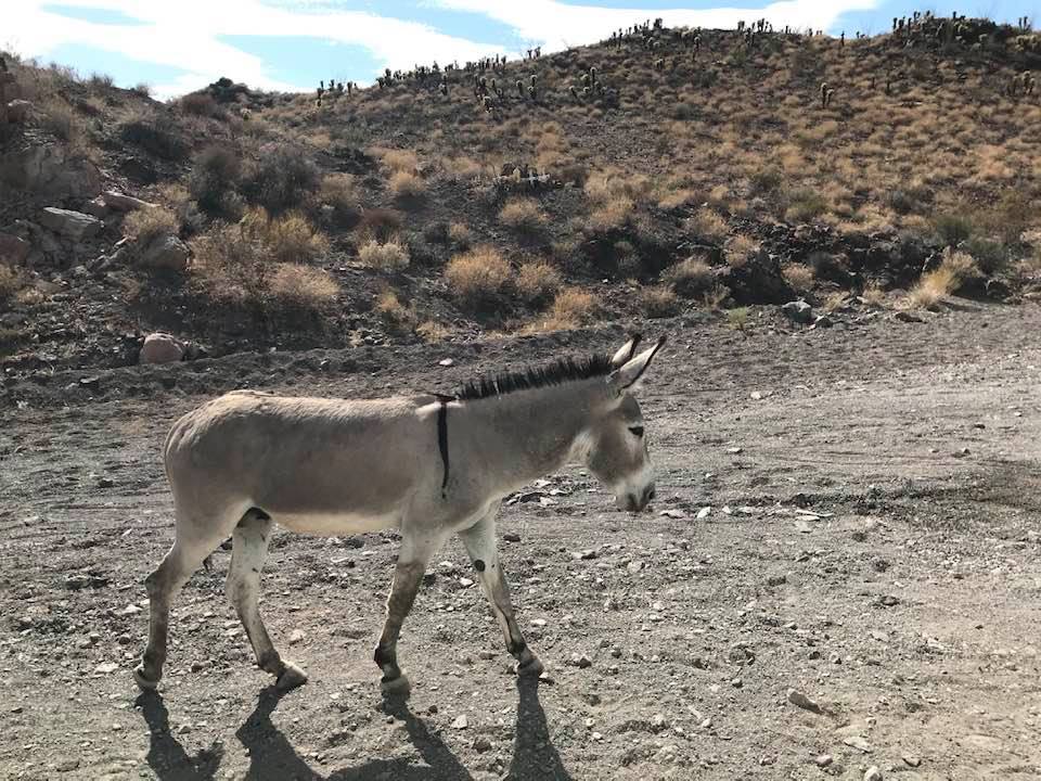 This image has an empty alt attribute; its file name is rv-donkey-3.jpg