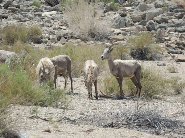 This image has an empty alt attribute; its file name is rv-goats-at-walker-lake.jpg