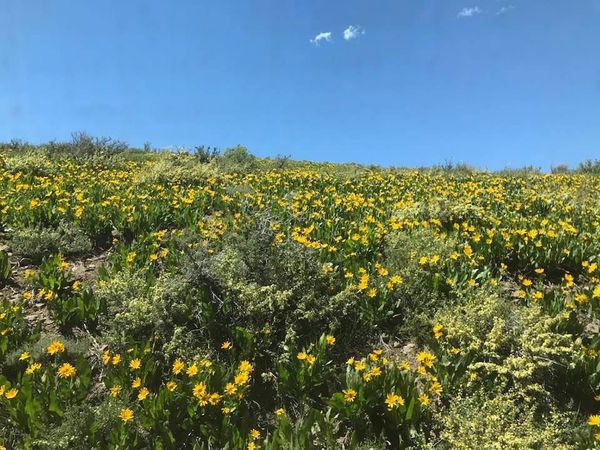 This image has an empty alt attribute; its file name is rv-humbolt-natl-park-flowers.jpg