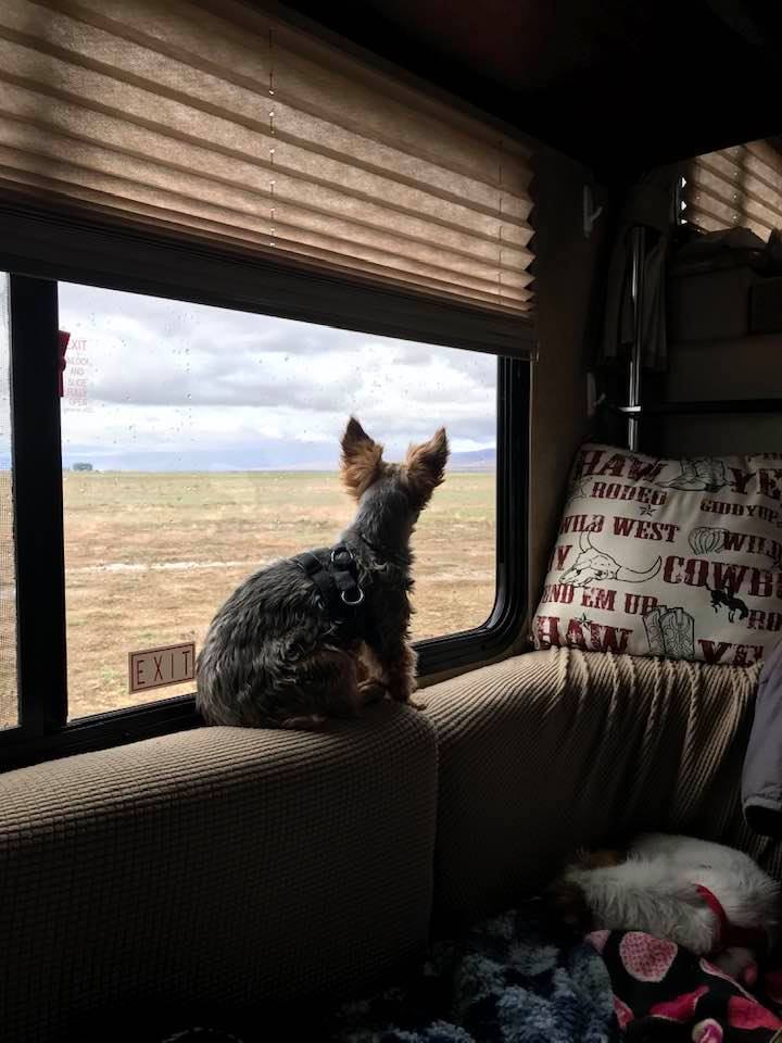 This image has an empty alt attribute; its file name is rv-mimi-on-cushions-looking-outside-rv.jpg