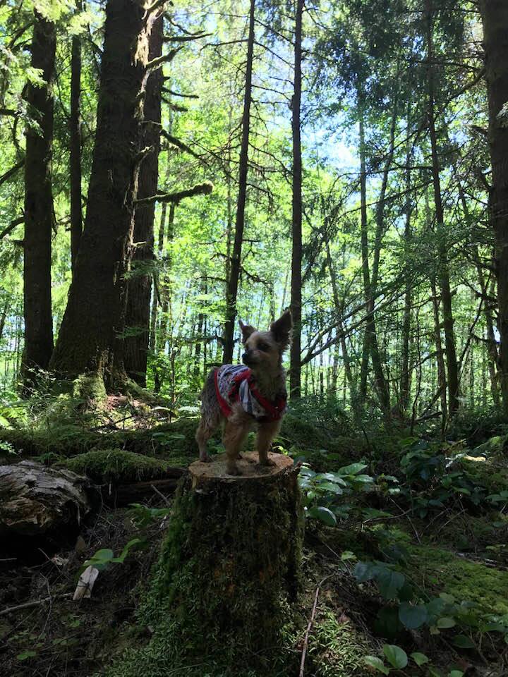 This image has an empty alt attribute; its file name is rv-mimi-on-tree-stump-olym-natl-forest.jpg