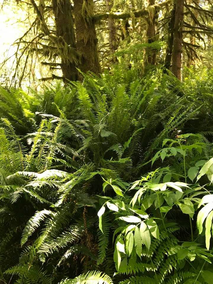 This image has an empty alt attribute; its file name is rv-olympic-natl-forest-brush.jpg