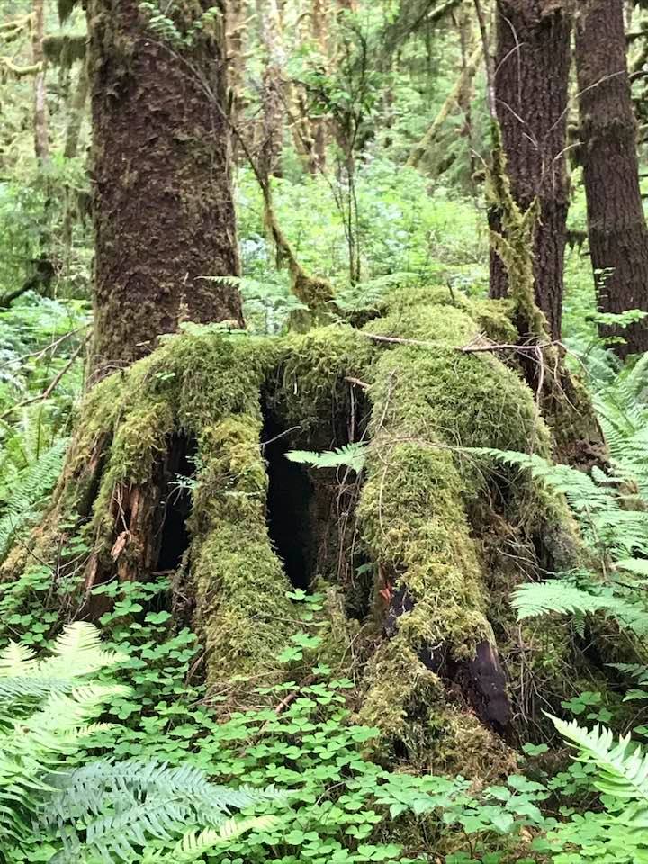 This image has an empty alt attribute; its file name is rv-rain-forest-veg.jpg