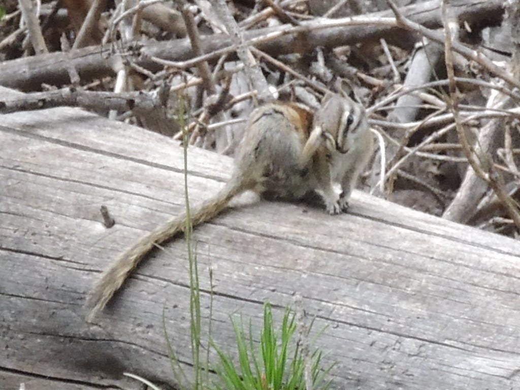 This image has an empty alt attribute; its file name is rv-ground-squirl.jpg