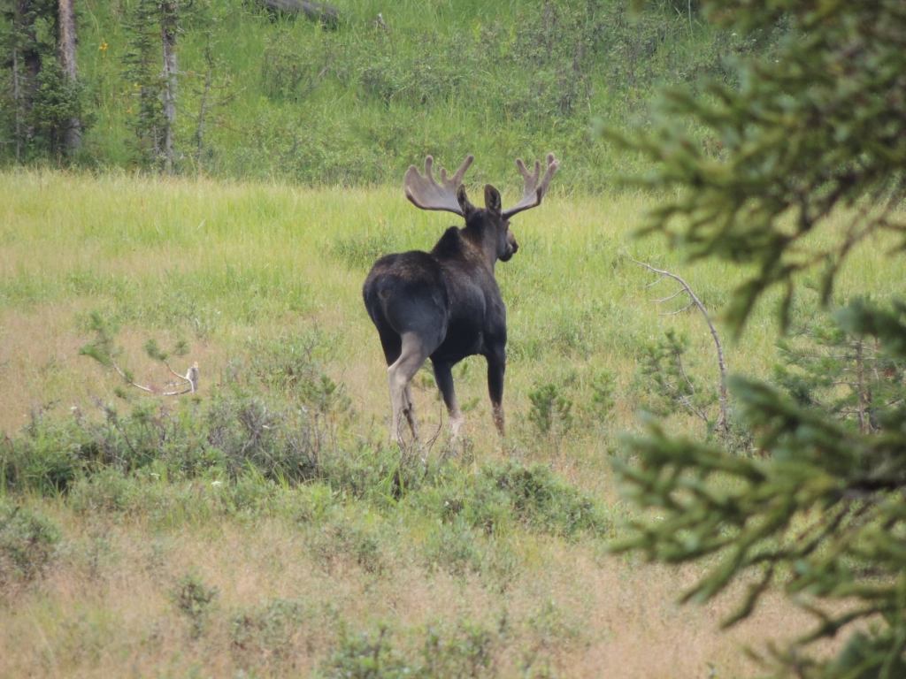 This image has an empty alt attribute; its file name is rv-moose3.jpg