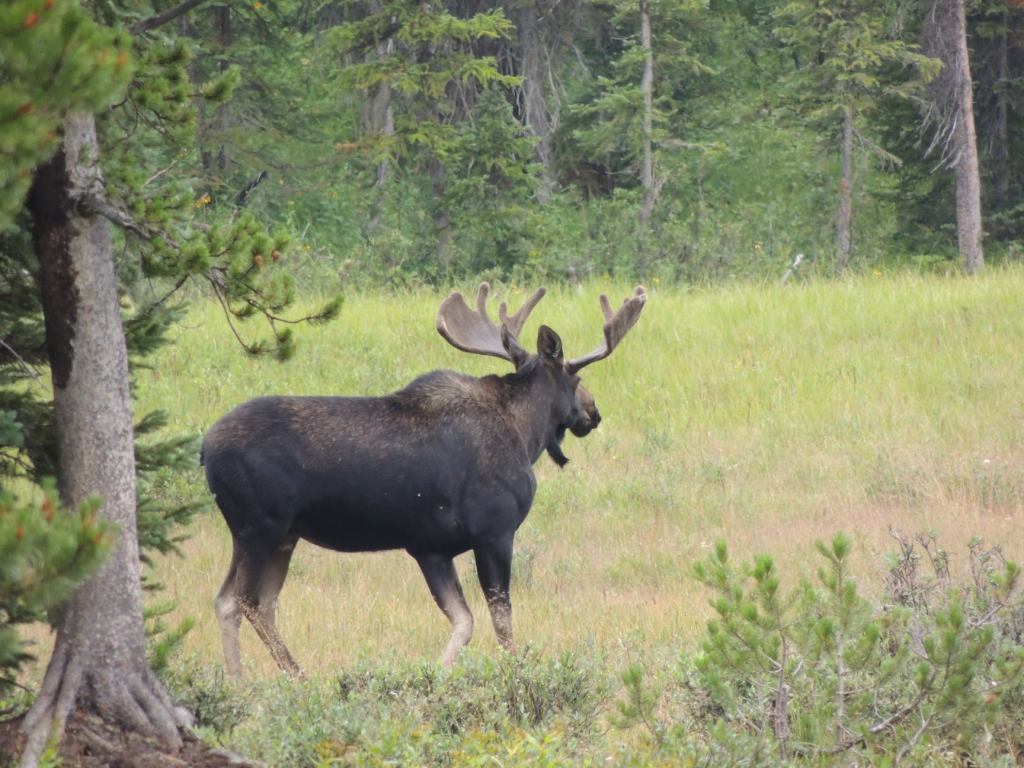 This image has an empty alt attribute; its file name is rv-moose4.jpg