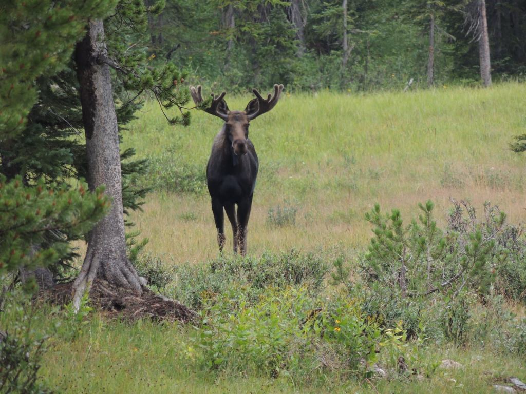 This image has an empty alt attribute; its file name is rv-moose7.jpg