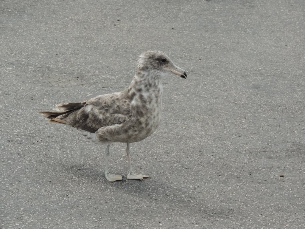 This image has an empty alt attribute; its file name is rv-rawlins-bird-1.jpg